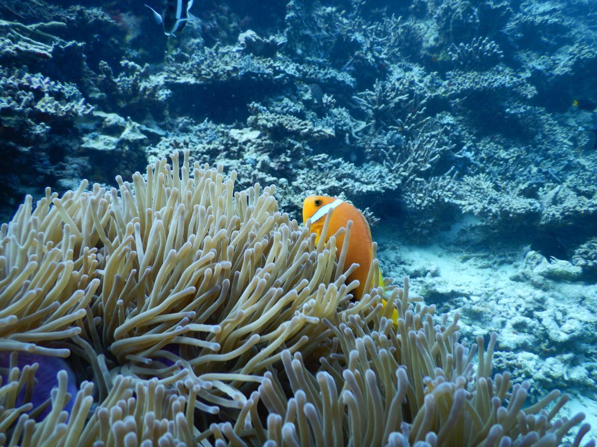 Noovilu Suites Maldives Mahibadhoo 객실 사진
